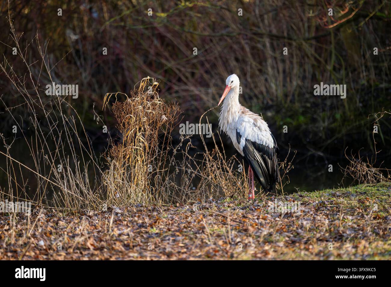 White stork (Ciconia ciconia) beside a lake, Bavaria, Germany, Europe ...
