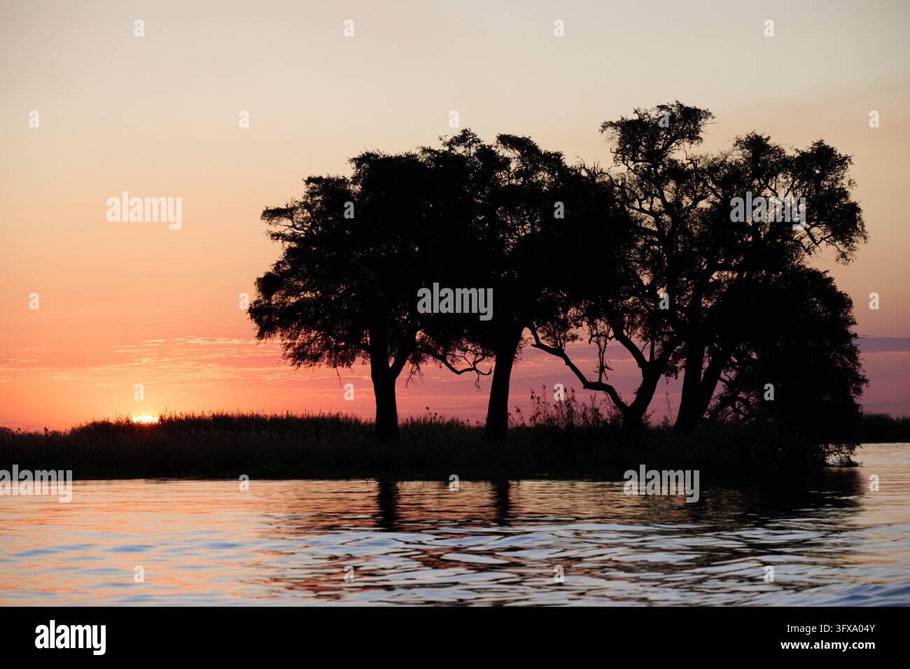 Open Afr File Sonnenuntergang mit Baeumen am Chobe River, Chobe National Park ...