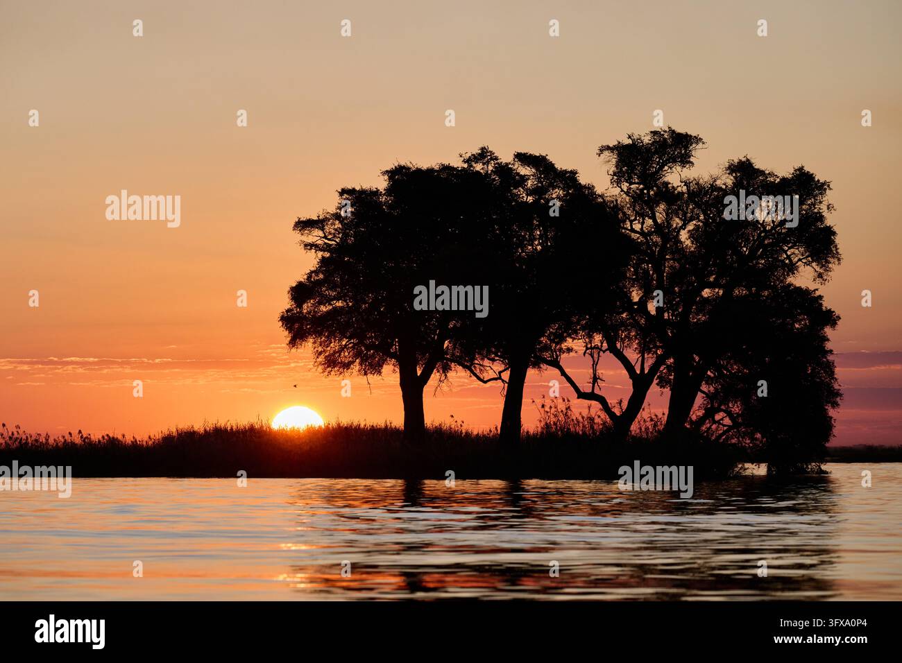 Open Afr File Sonnenuntergang mit Baeumen am Chobe River, Chobe National Park ...