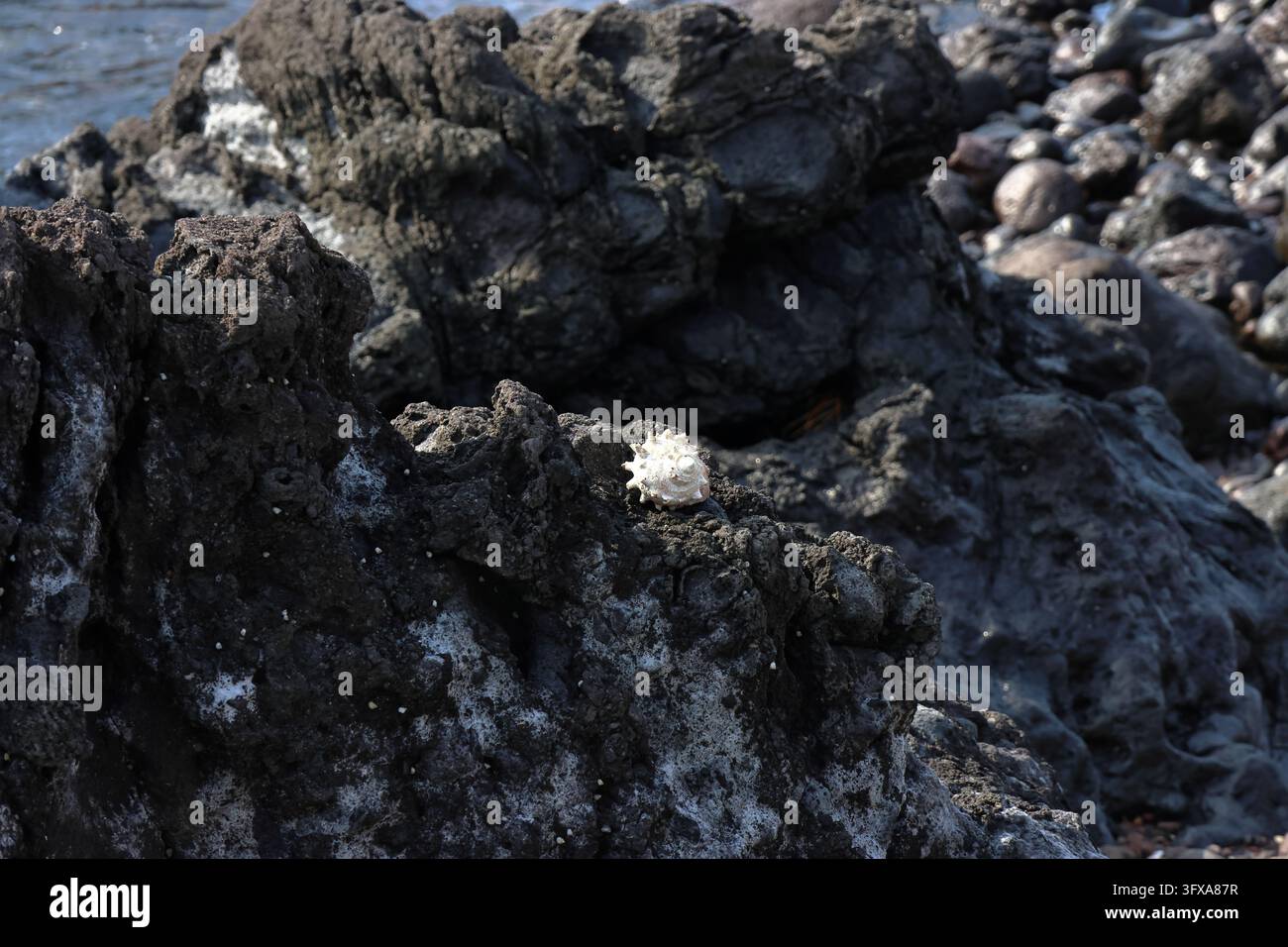 Tidal basalt rocks hi-res stock photography and images - Alamy