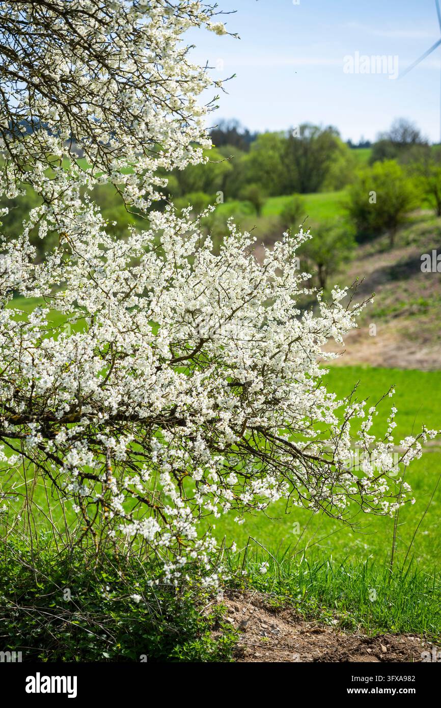 Blackthorn (Prunus spinosa) bushes flowering on a meadow in spring on a ...