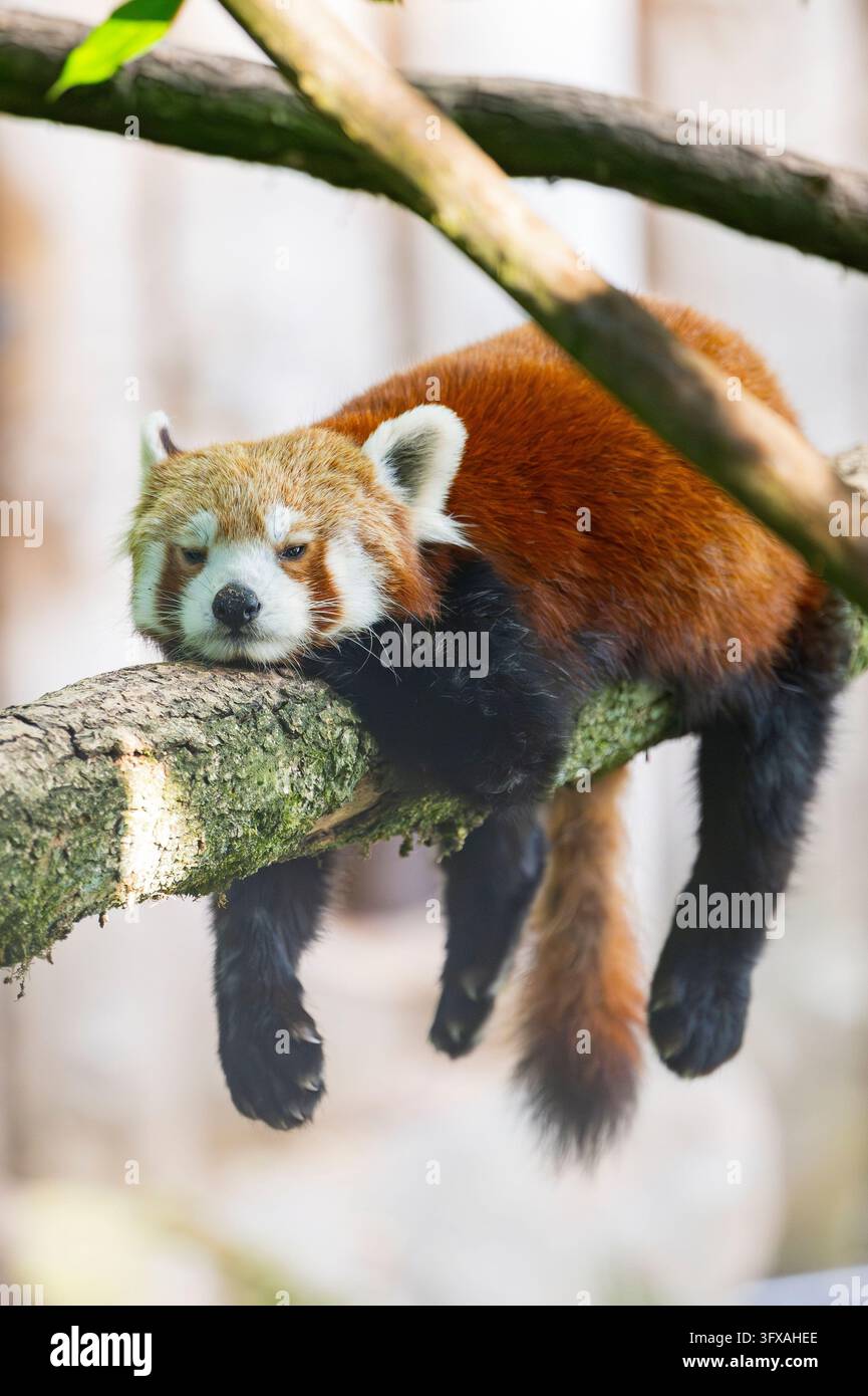Red Pandas Roter panda schwanz hi-res stock photography and images - Alamy