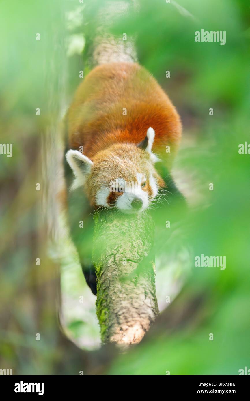 Red Pandas Roter panda biodiversitat hi-res stock photography and images - Alamy