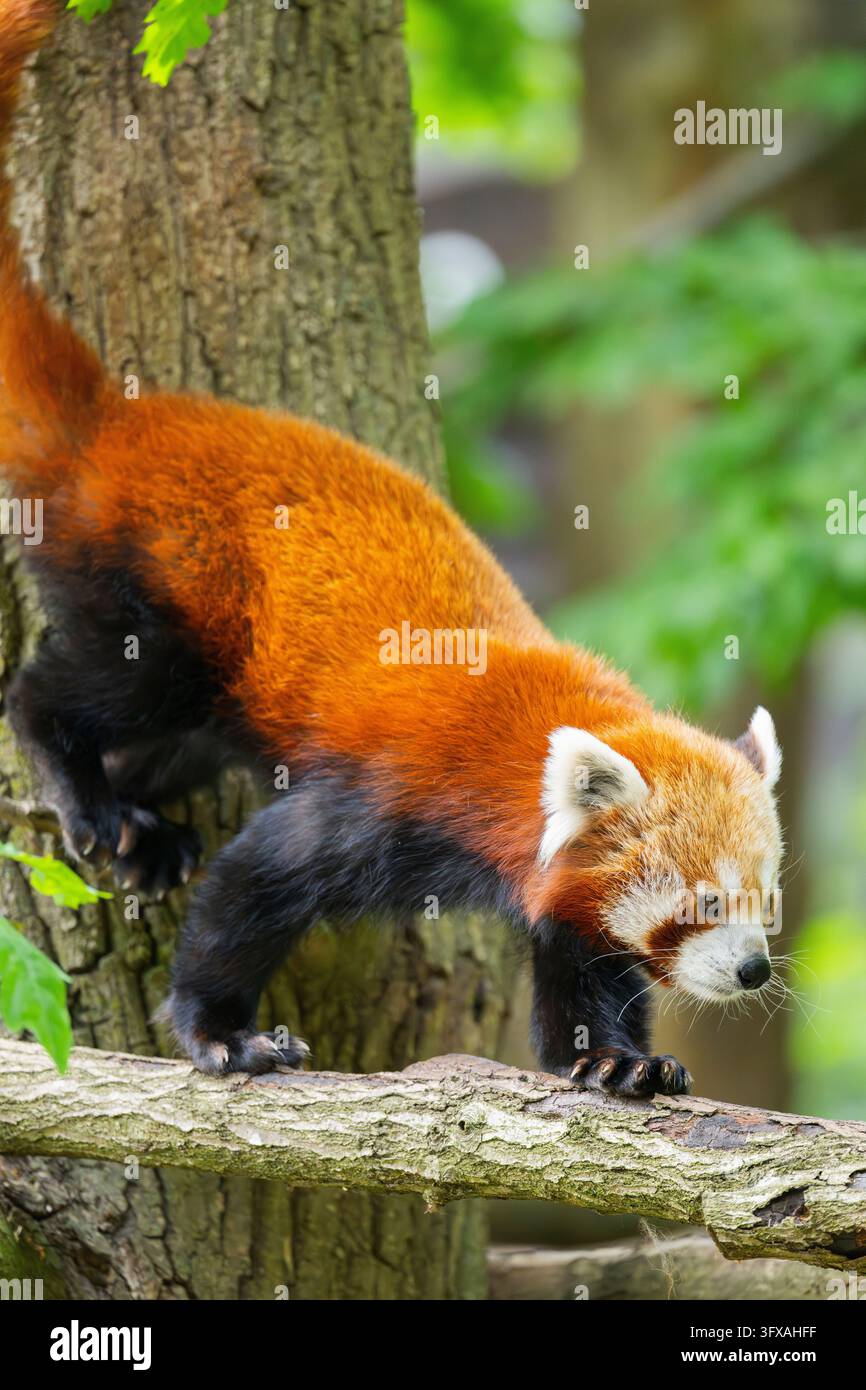 Red Pandas Roter panda deutschland hi-res stock photography and images - Alamy