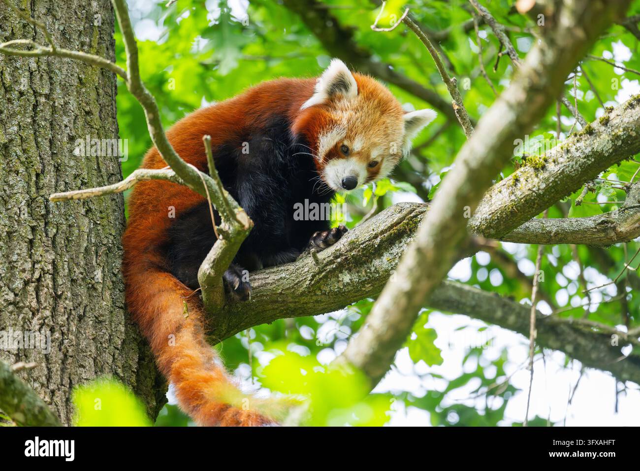 Red Pandas Roter panda biodiversitat hi-res stock photography and images - Alamy