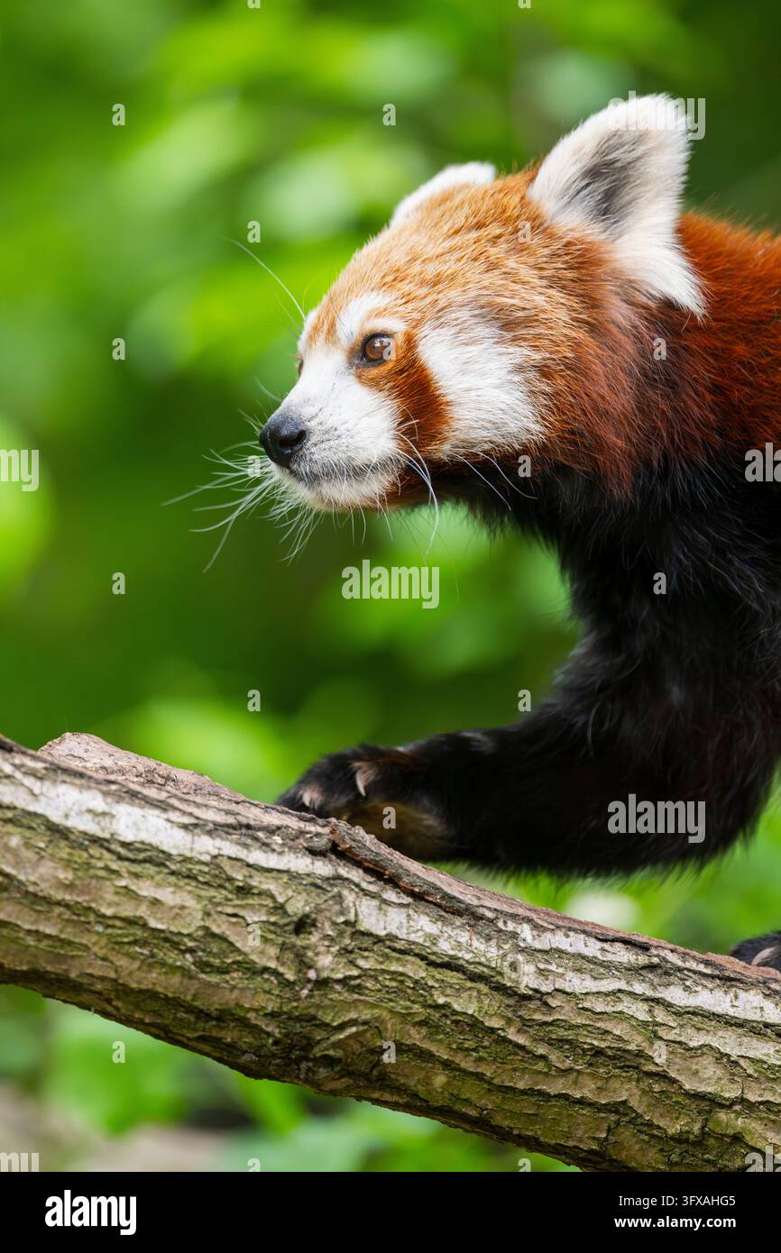 Red Pandas Roter panda biodiversitat hi-res stock photography and images - Alamy
