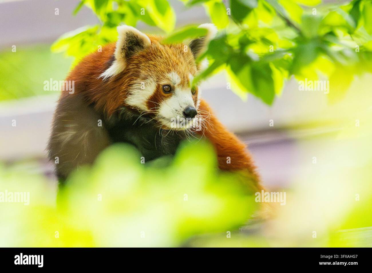Red Pandas Roter panda biodiversitat hi-res stock photography and images - Alamy