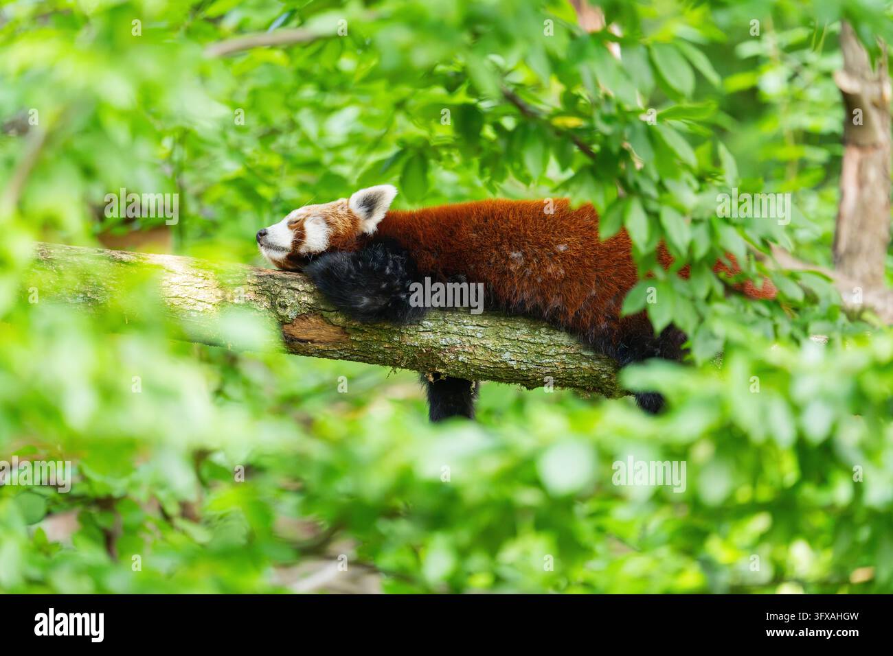 Red Pandas Roter panda schwanz hi-res stock photography and images - Alamy