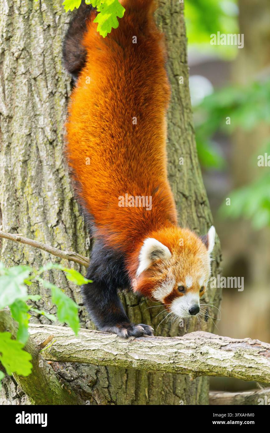 Red Pandas Roter panda schwanz hi-res stock photography and images - Alamy