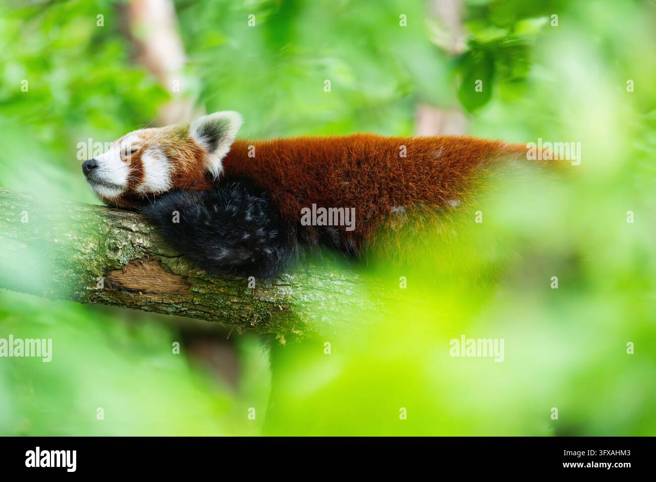 Red Pandas Roter panda liegend hi-res stock photography and images - Alamy