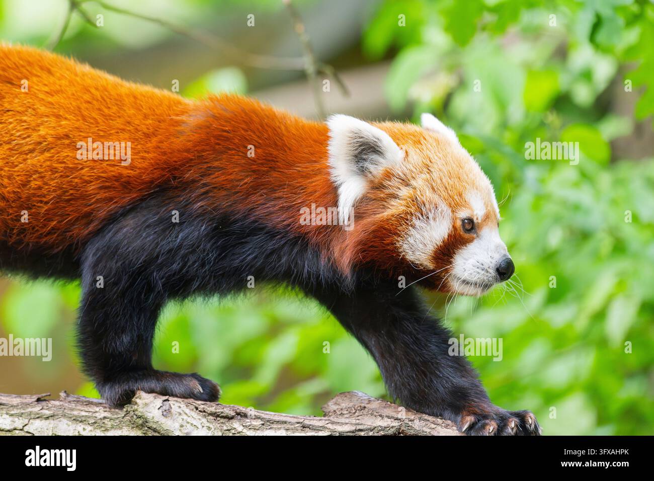 Red Pandas Roter panda schwanz hi-res stock photography and images - Alamy