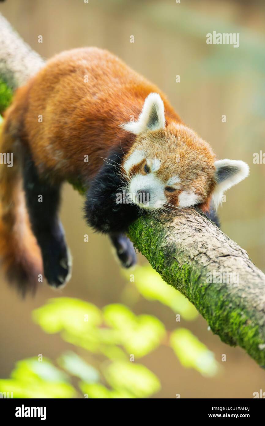 Red Pandas Roter panda schwanz hi-res stock photography and images - Alamy