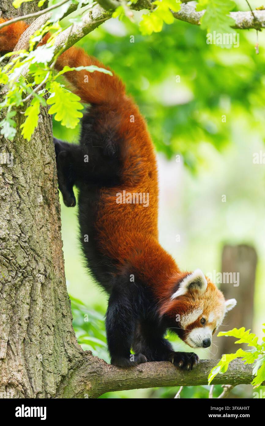 Red Pandas Roter panda deutschland hi-res stock photography and images - Alamy