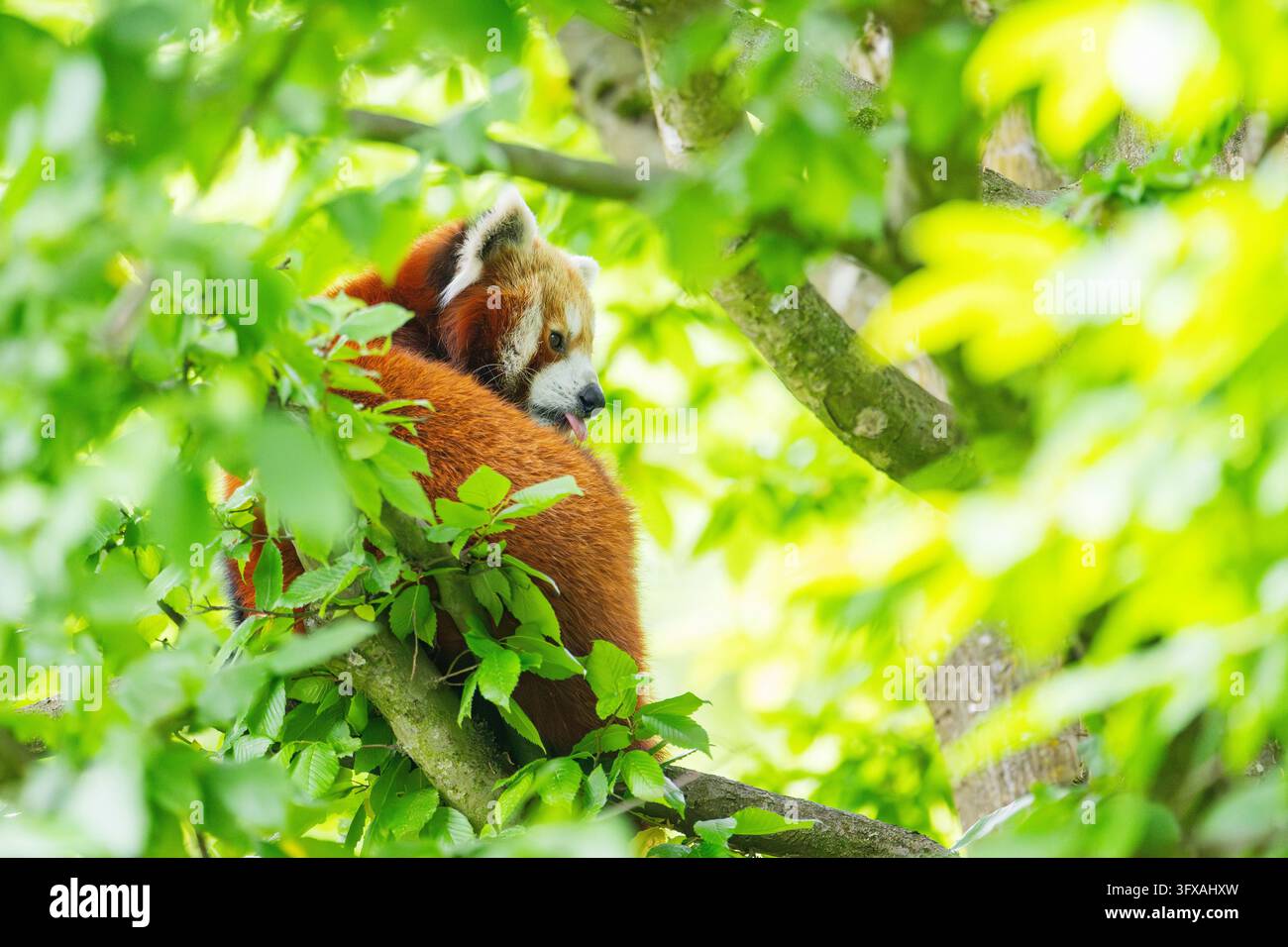 Red Pandas Roter panda deutschland hi-res stock photography and images - Alamy