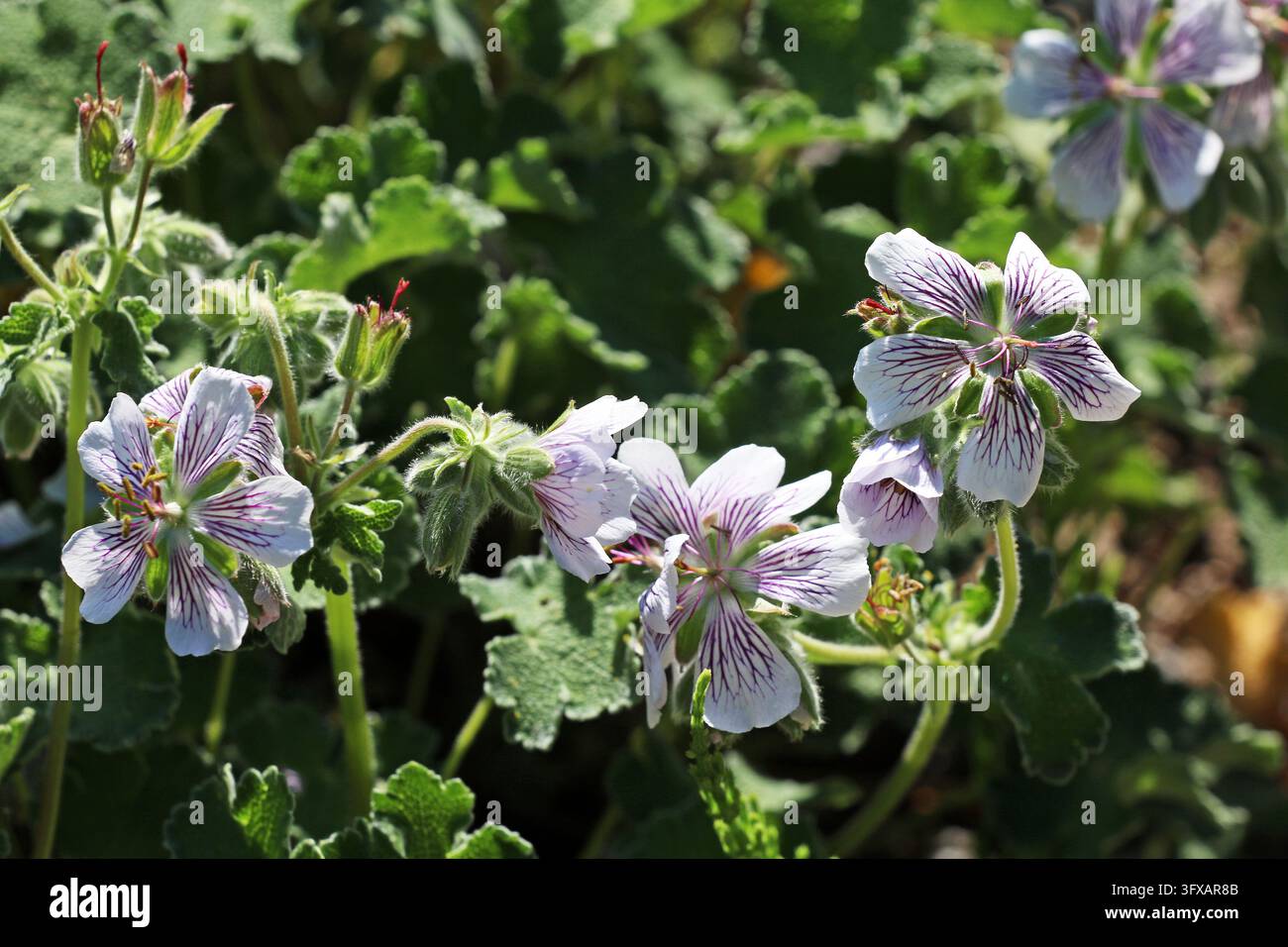 Botanik, Kaukasus Storchschnabel, Krebsblatt Storchschnabel, Geranium ...