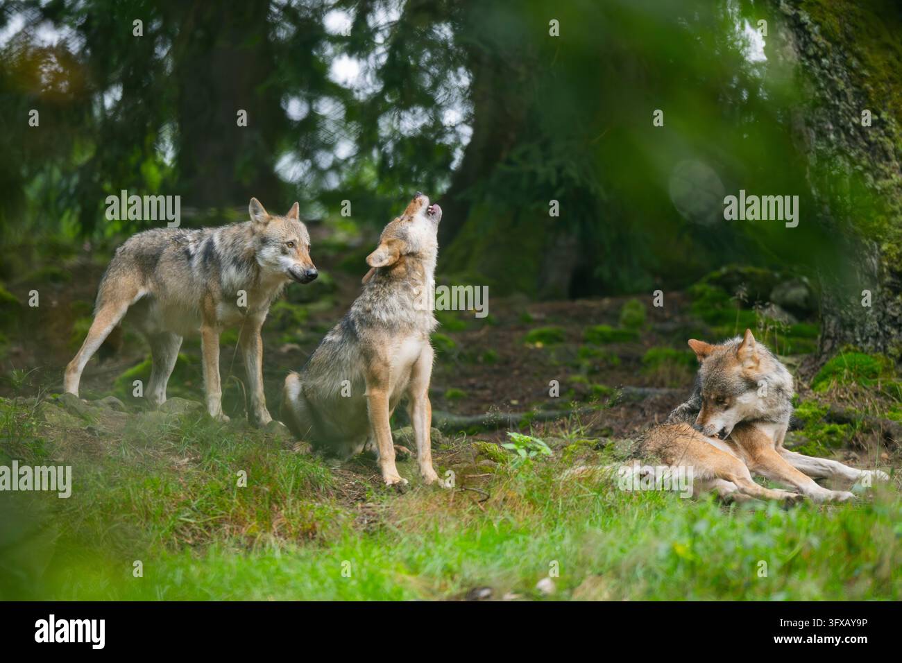 Howl Cow Europaische tierwelt szene hi-res stock photography and images - Alamy