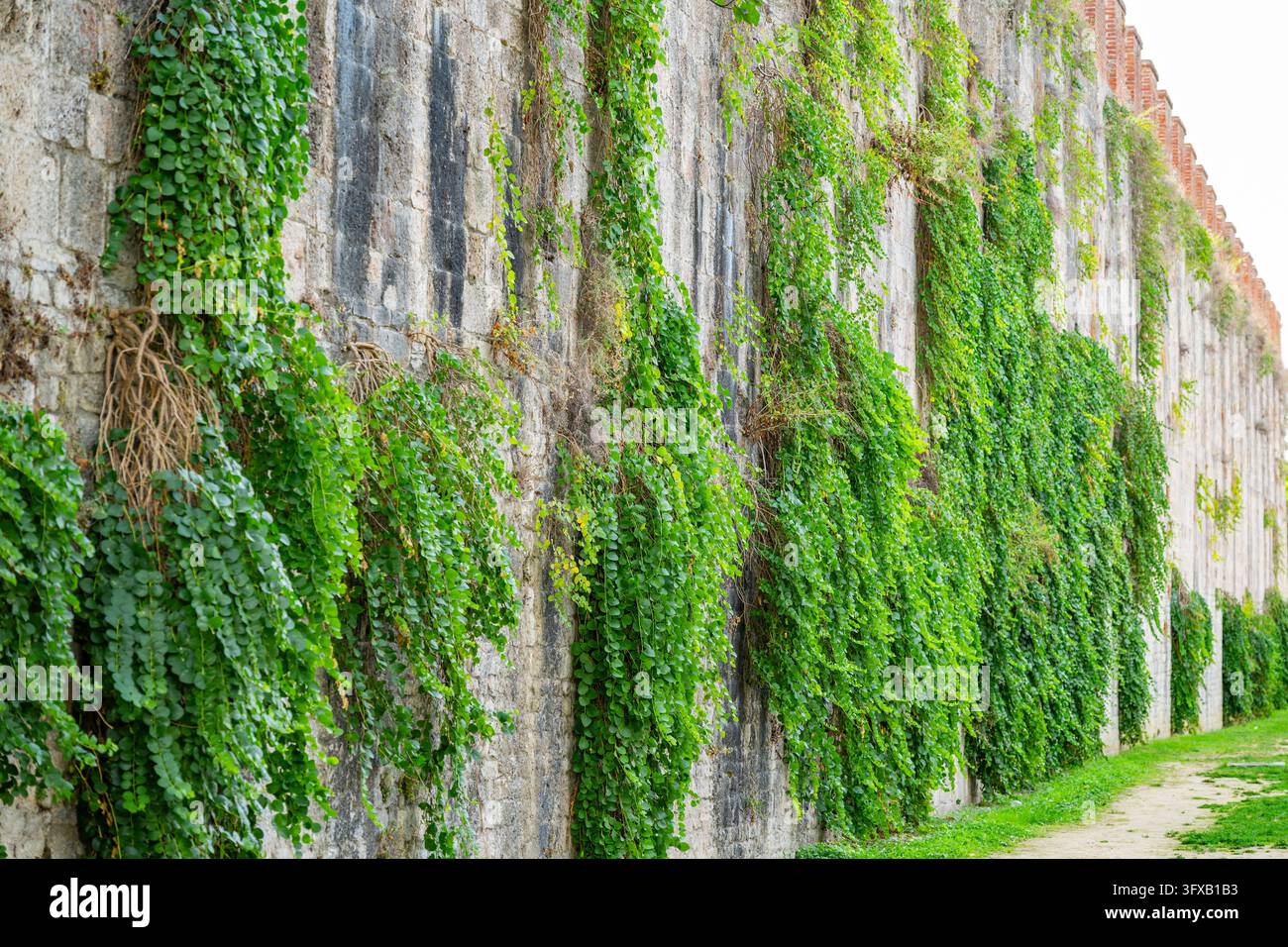 Laubpflanzen hi-res stock photography and images - Alamy