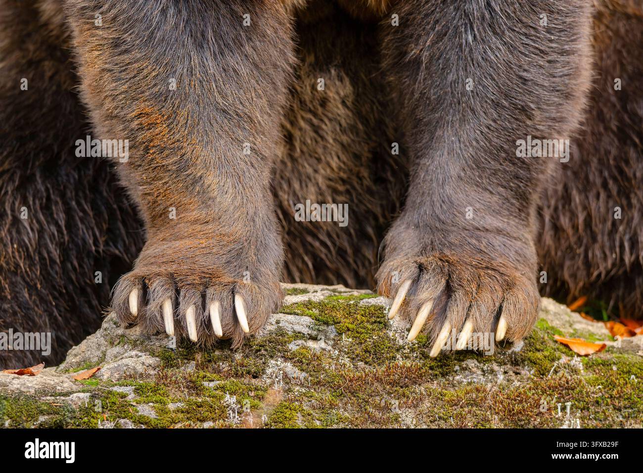 Grid Paws Saugetierpfoten hi-res stock photography and images - Alamy
