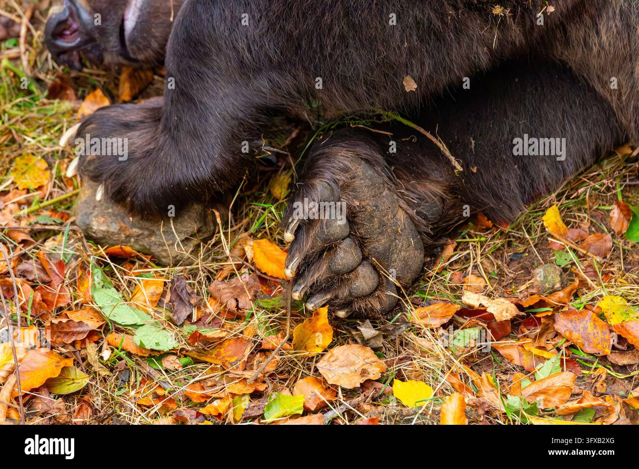 Grid Paws Saugetierpfoten hi-res stock photography and images - Alamy