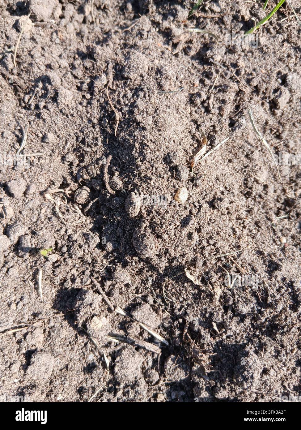 A detailed vertical macro view of textured garden dirt ground with dry roots and tiny green grass sprouts. - Smartphone Captured Stock Image