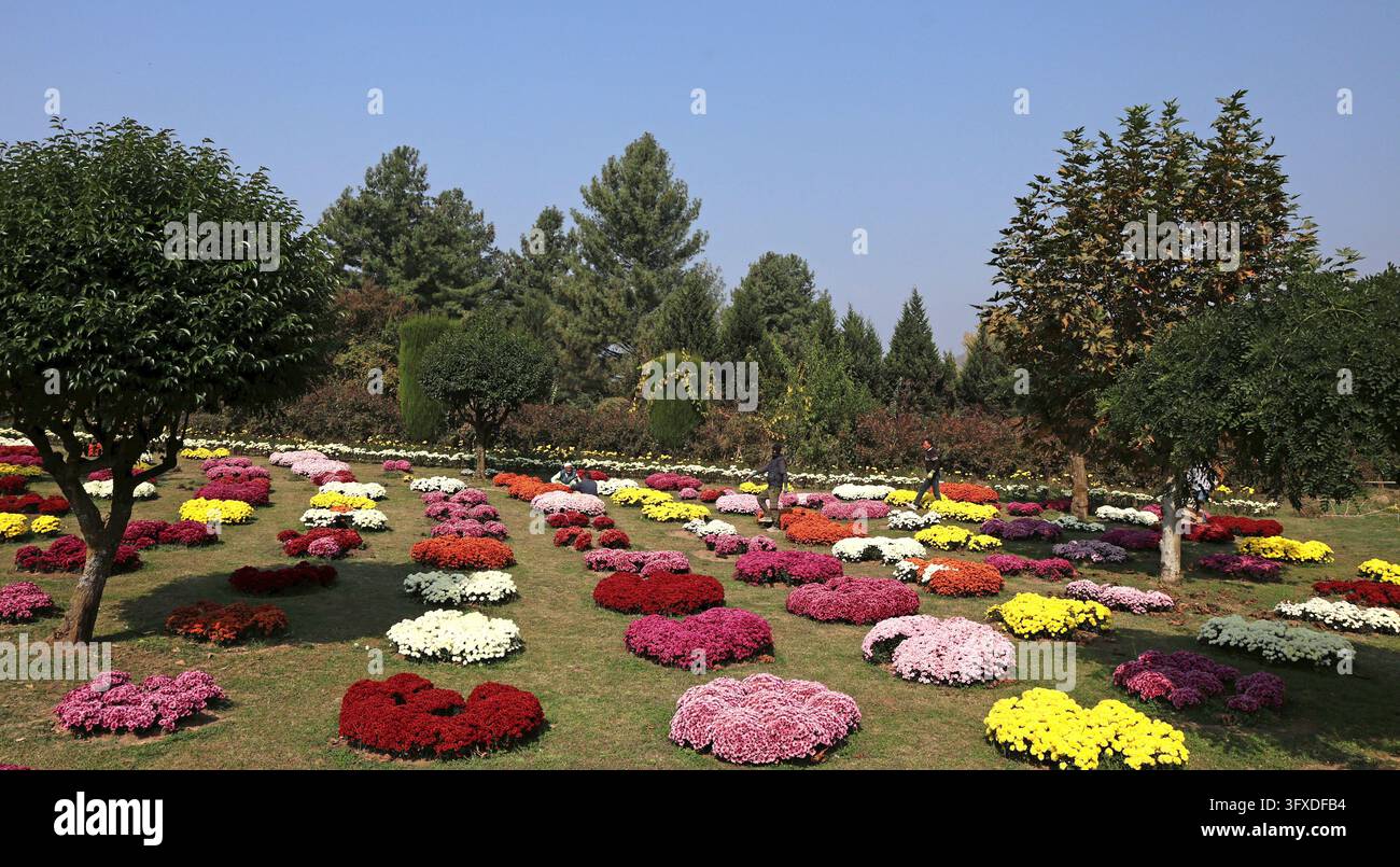 SRINAGAR, INDIA - OCTOBER 22: Gardeners work among blooming ...