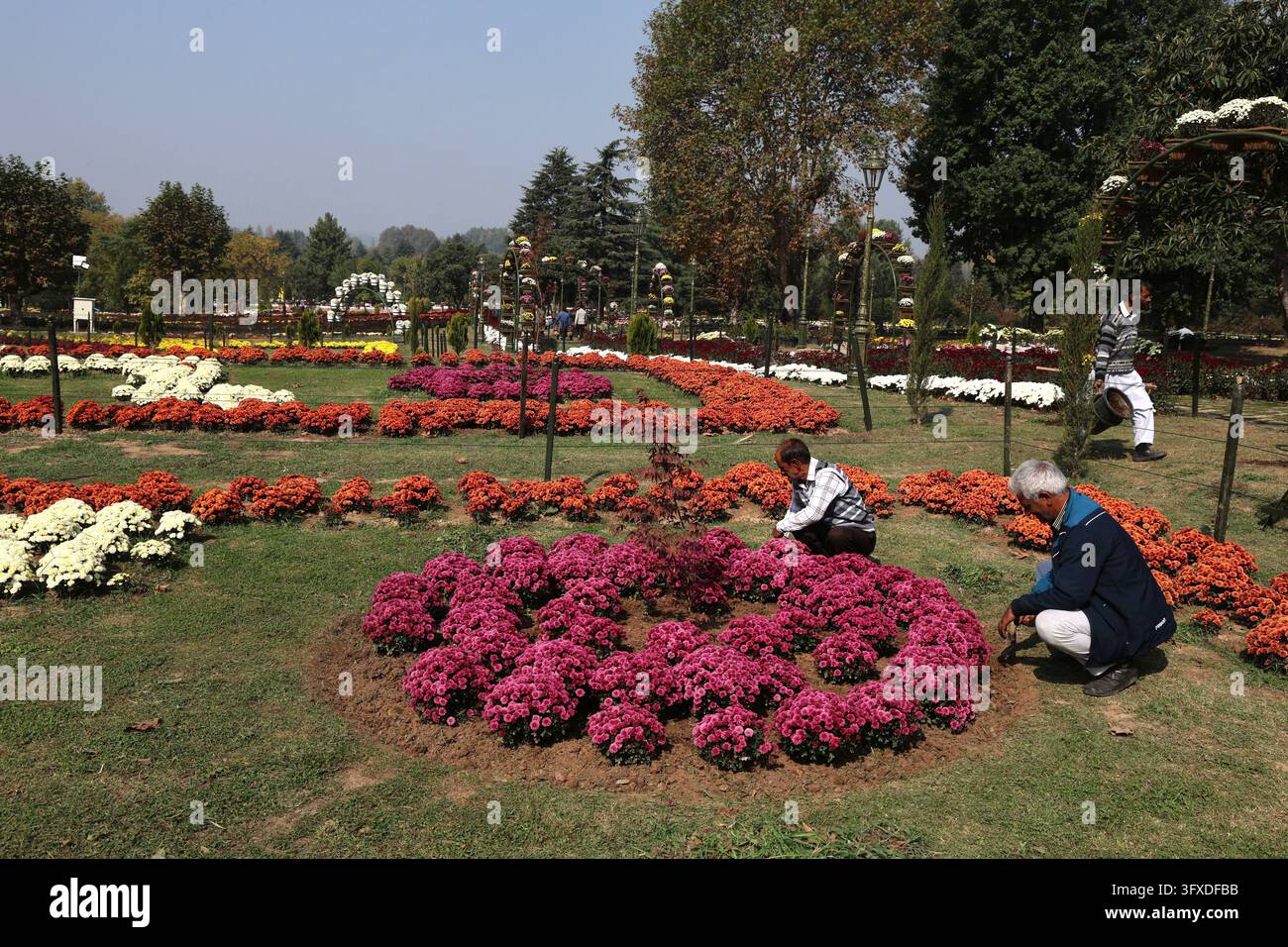 SRINAGAR, INDIA - OCTOBER 22: Gardeners work among blooming ...
