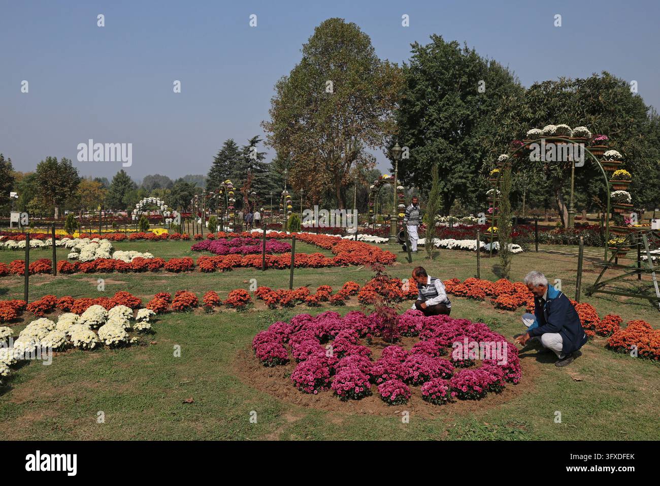 SRINAGAR, INDIA - OCTOBER 22: Gardeners work among blooming ...
