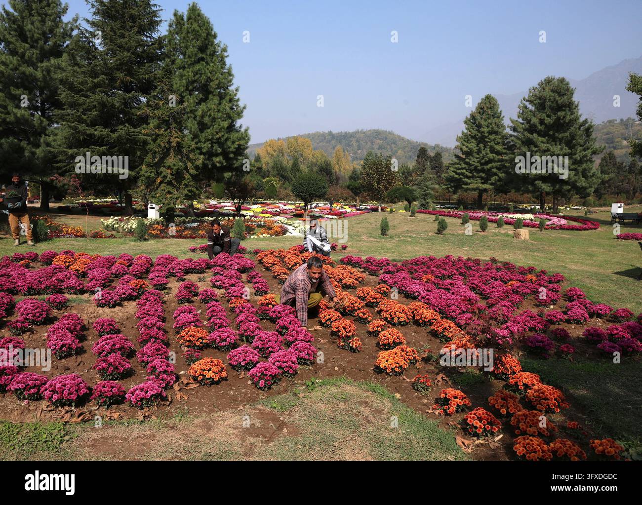 SRINAGAR, INDIA - OCTOBER 22: Gardeners work among blooming ...