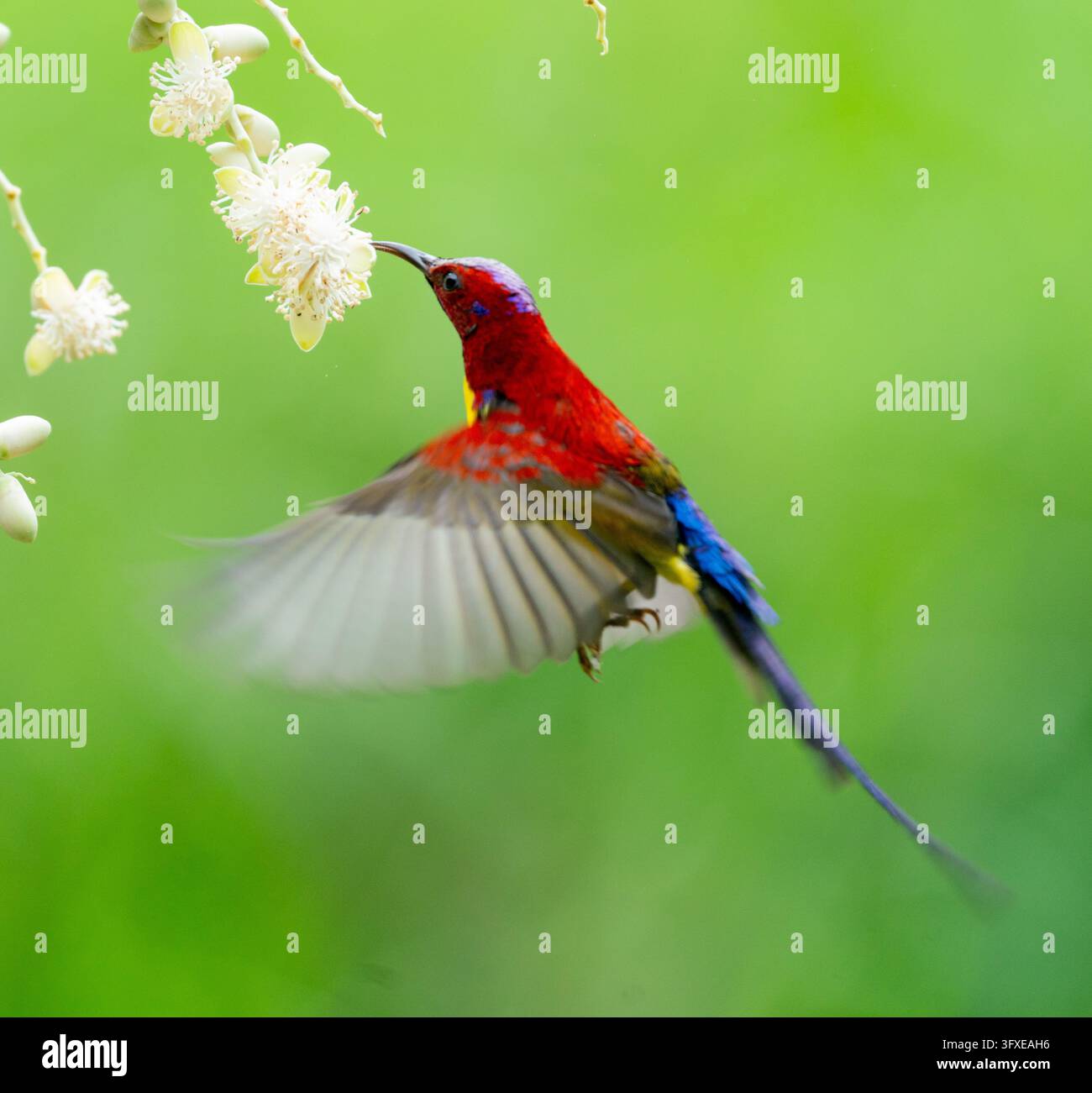 Fantail Bird Catching A Worm Stock Photo - Alamy