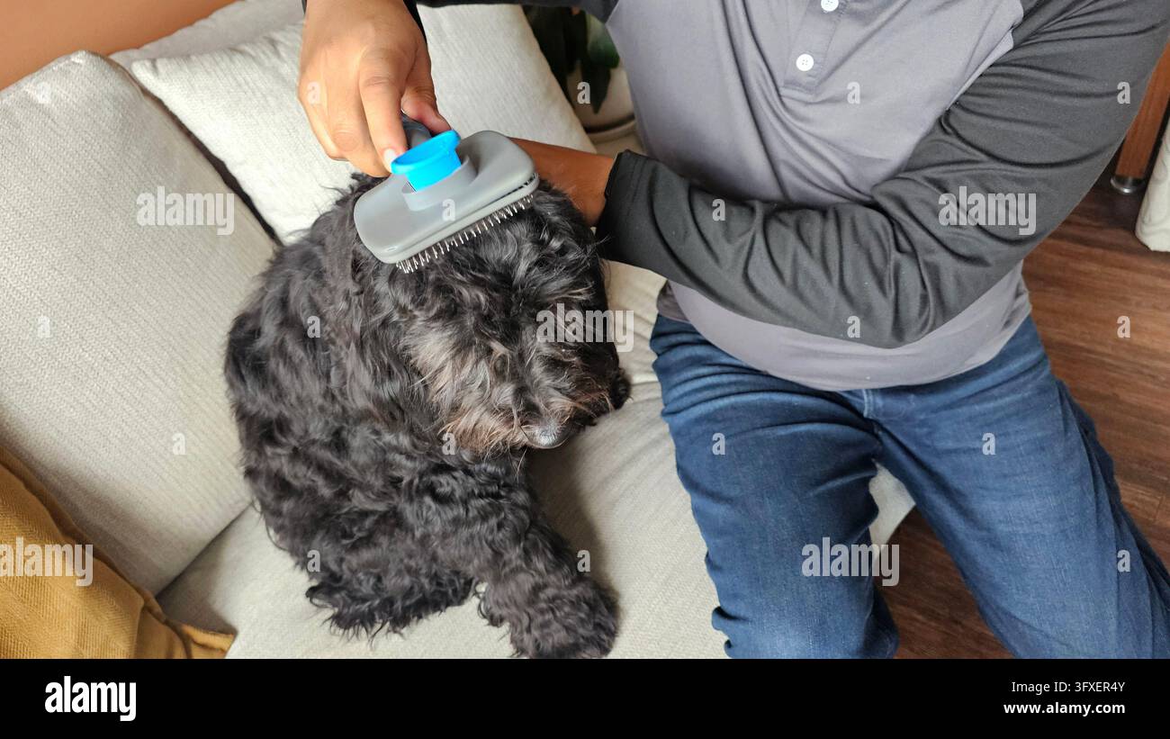 Taking Toothbrush Man Adult man hands use a brush to groom his black dog, maintaining hygiene ...