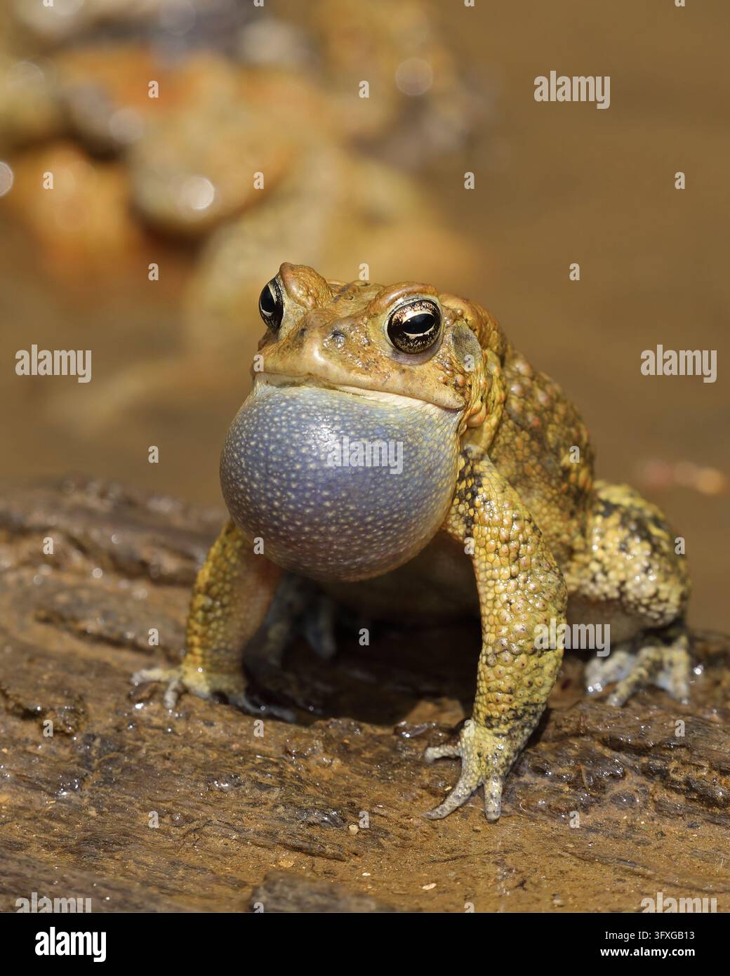 Toad Fact File American toad (Anaxyrus americanus), male calling to attract female ...