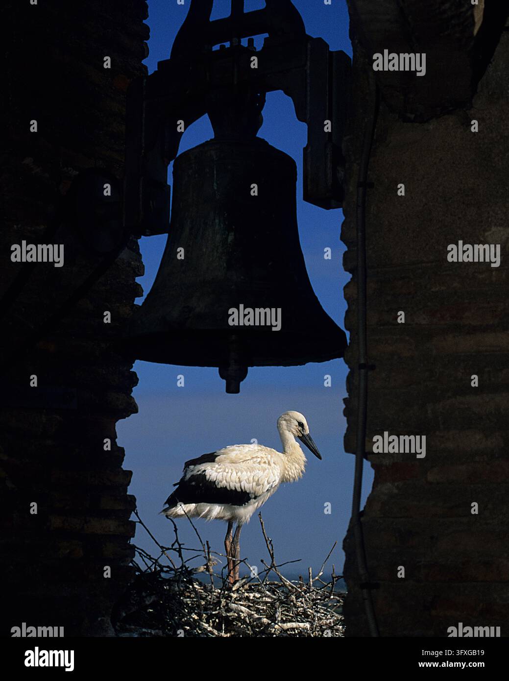 European White Stork (Ciconia ciconia) - On nest in church tower ...