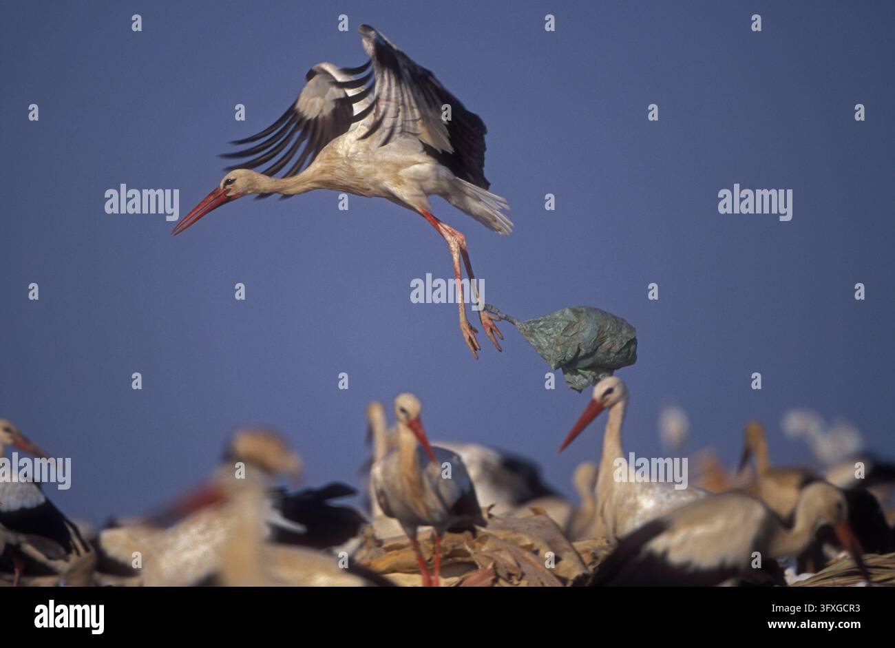 European White Stork (Ciconia ciconia) in dump with plastic bag caught ...