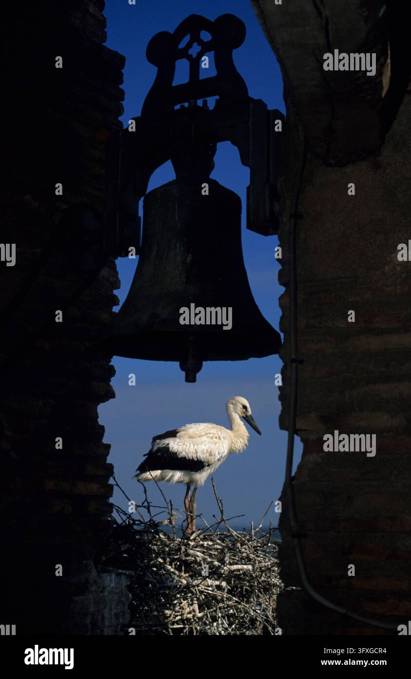 European White Stork (Ciconia ciconia) - On nest in church tower ...