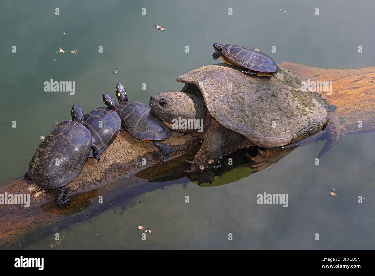 Snapping Turtle Shell Side View Snapping turtle, Chelydra serpentina, and painted turtles, Chrysemys ...
