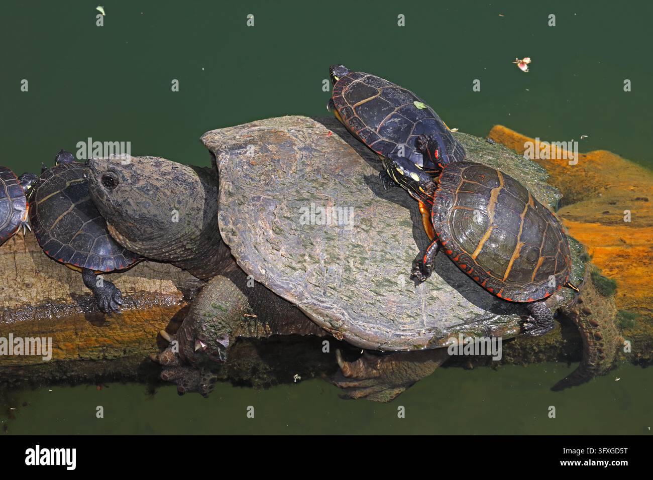 Snapping Turtle Shell Side View Snapping turtle, Chelydra serpentina, and painted turtles, Chrysemys ...