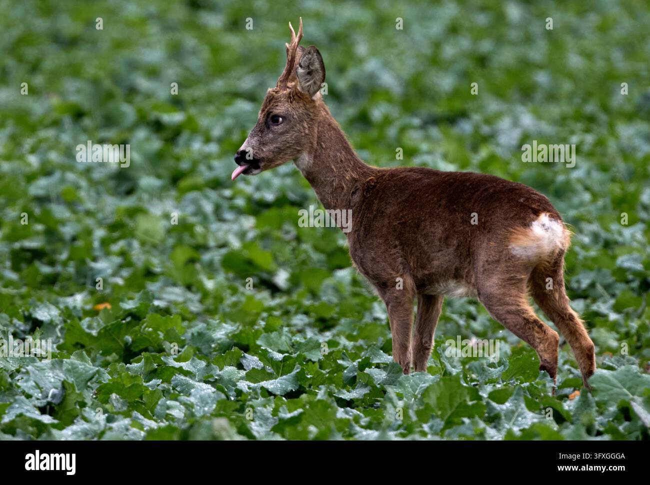 23 October 2026, Mecklenburg-Western Pomerania, Gramnitz: A roebuck ...