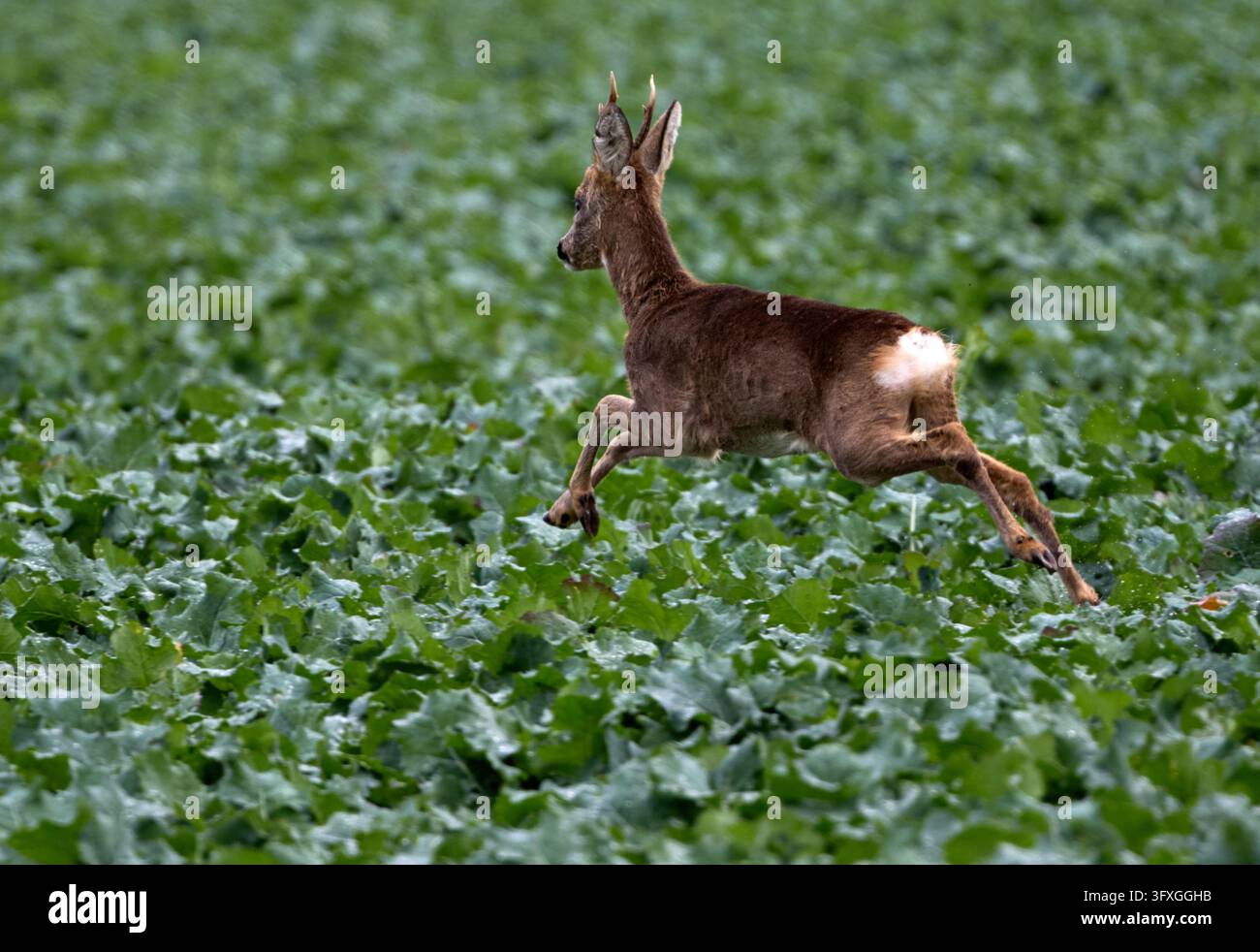 23 October 2026, Mecklenburg-Western Pomerania, Gramnitz: A roebuck ...