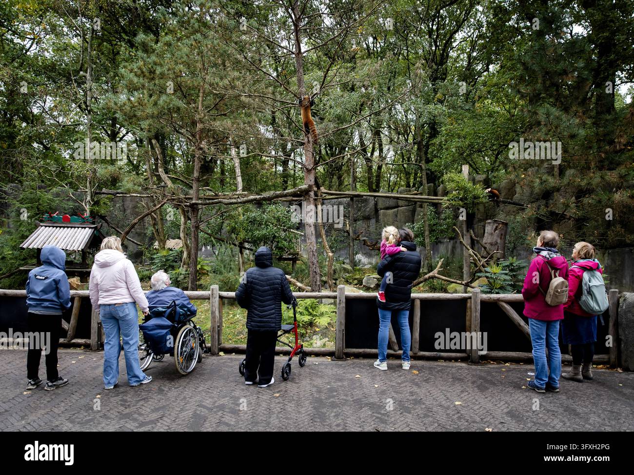 Red Pandas RHENEN - Visitors can watch the red pandas at Ouwehands Zoo during the ...