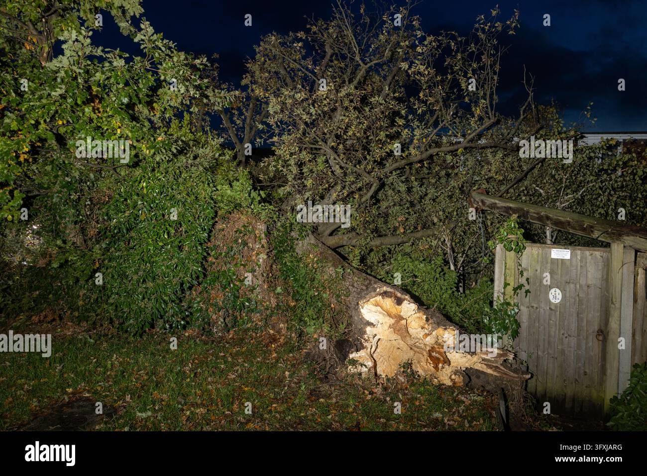 Jason Tree Poole, UK – 23rd October 2026 - Trees and telephone polls come crashing ...