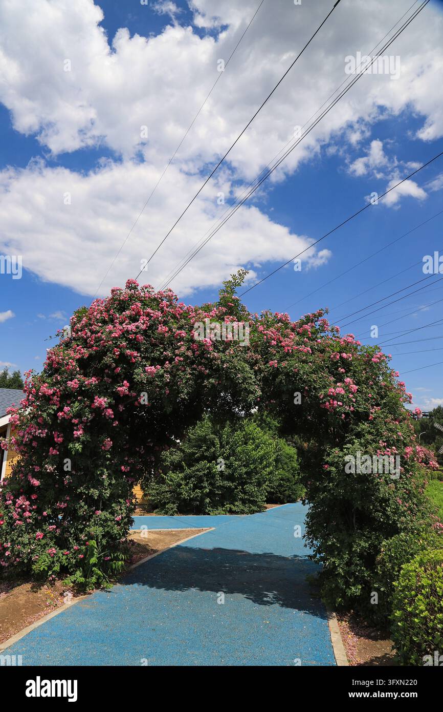 Loral arch hi-res stock photography and images - Alamy
