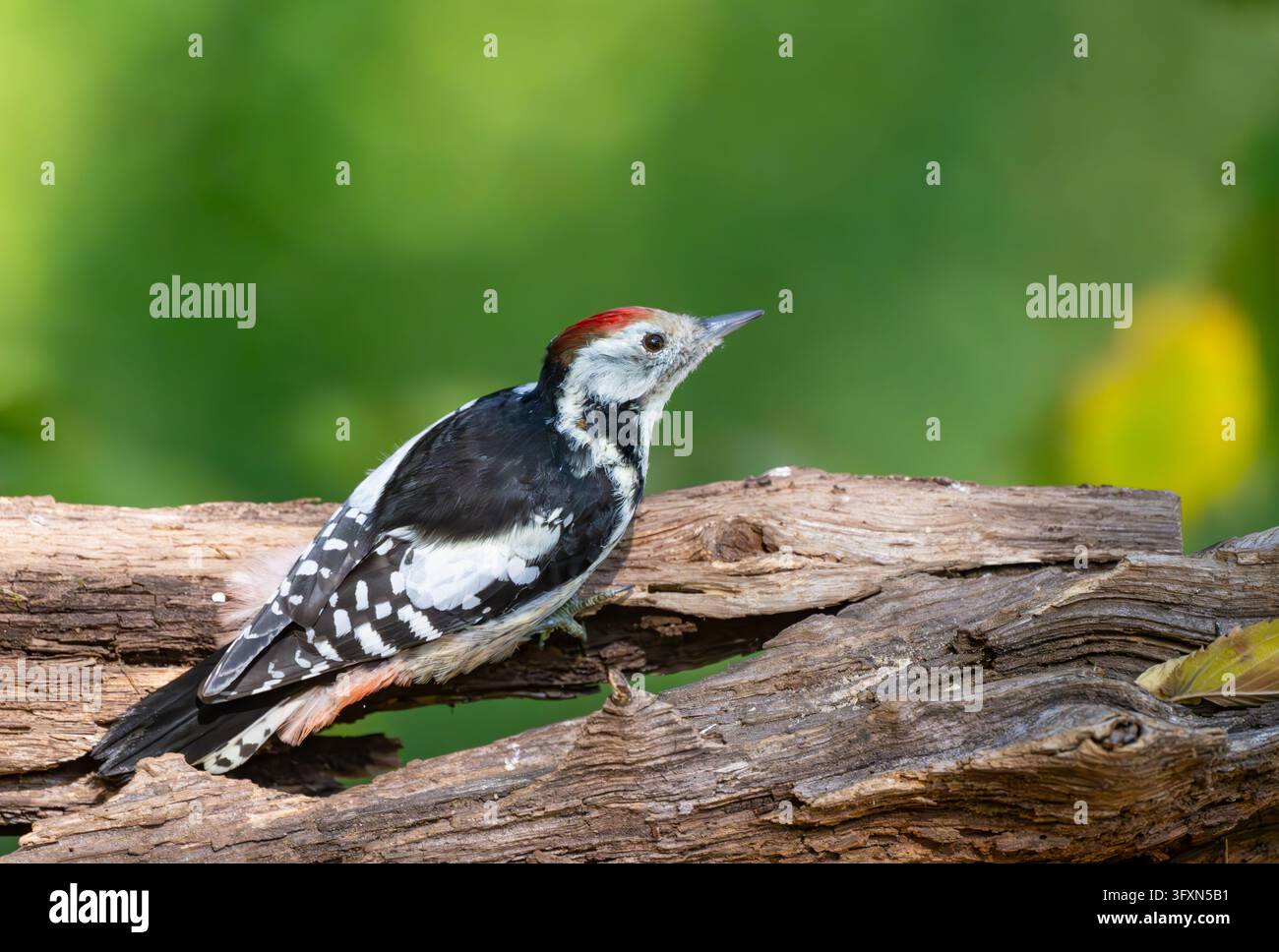 16 October 2026, Brandenburg, Sieversdorf: A middle spotted woodpecker ...