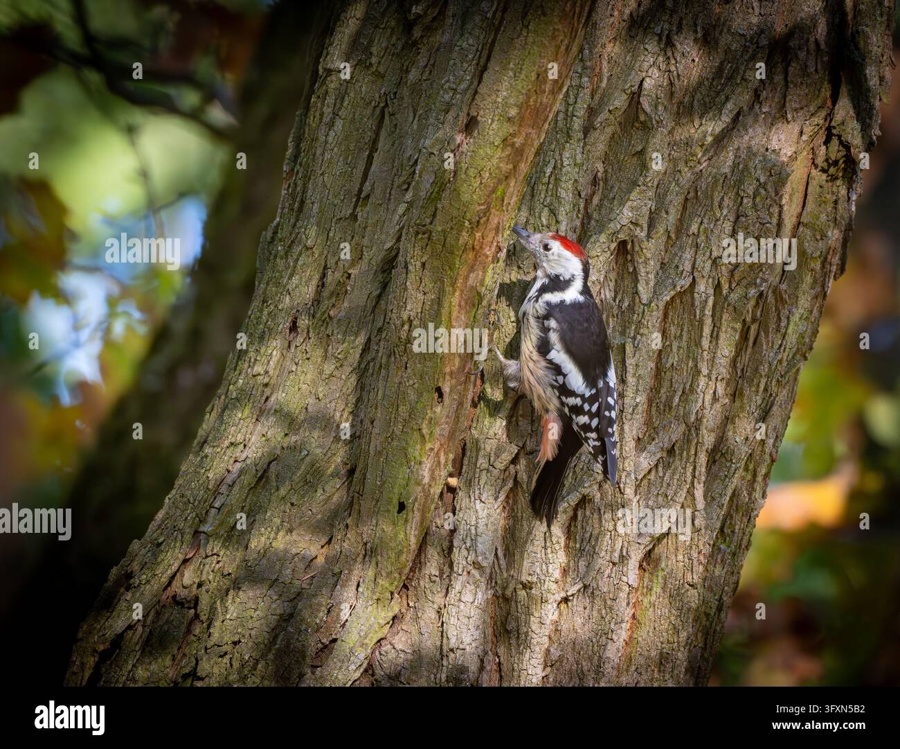 16 October 2026, Brandenburg, Sieversdorf: A middle spotted woodpecker ...