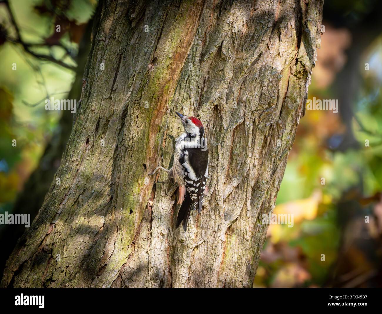 16 October 2026, Brandenburg, Sieversdorf: A middle spotted woodpecker ...