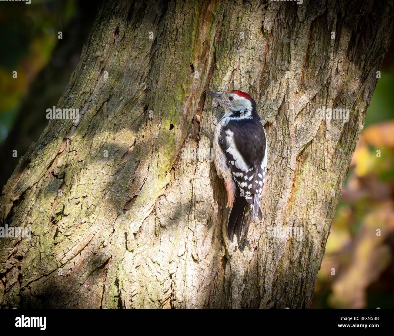 16 October 2026, Brandenburg, Sieversdorf: A middle spotted woodpecker ...
