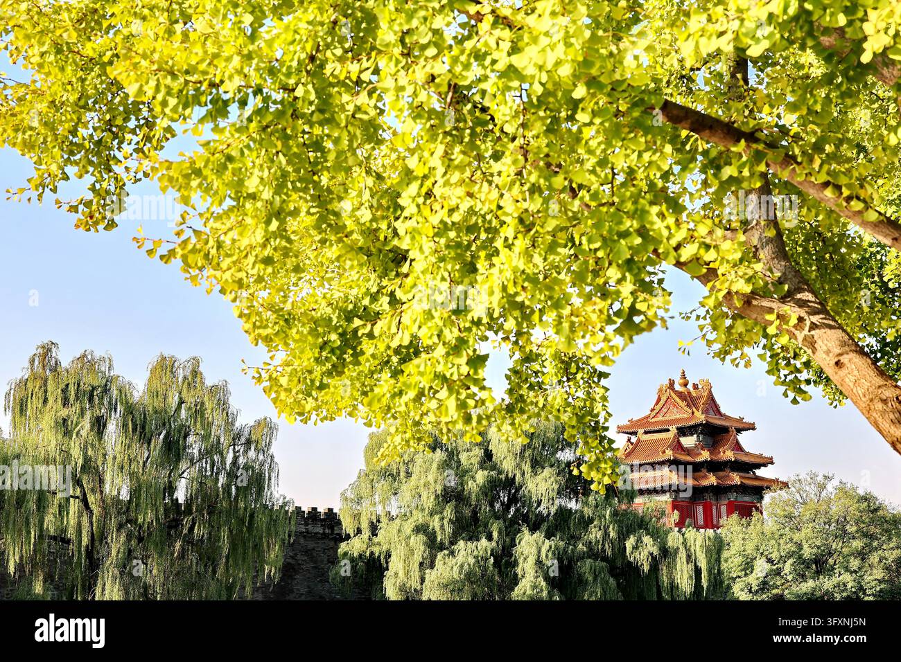 Stoop Drawing Golden ginkgo leaves frame ancient architecture along the moat of the ...