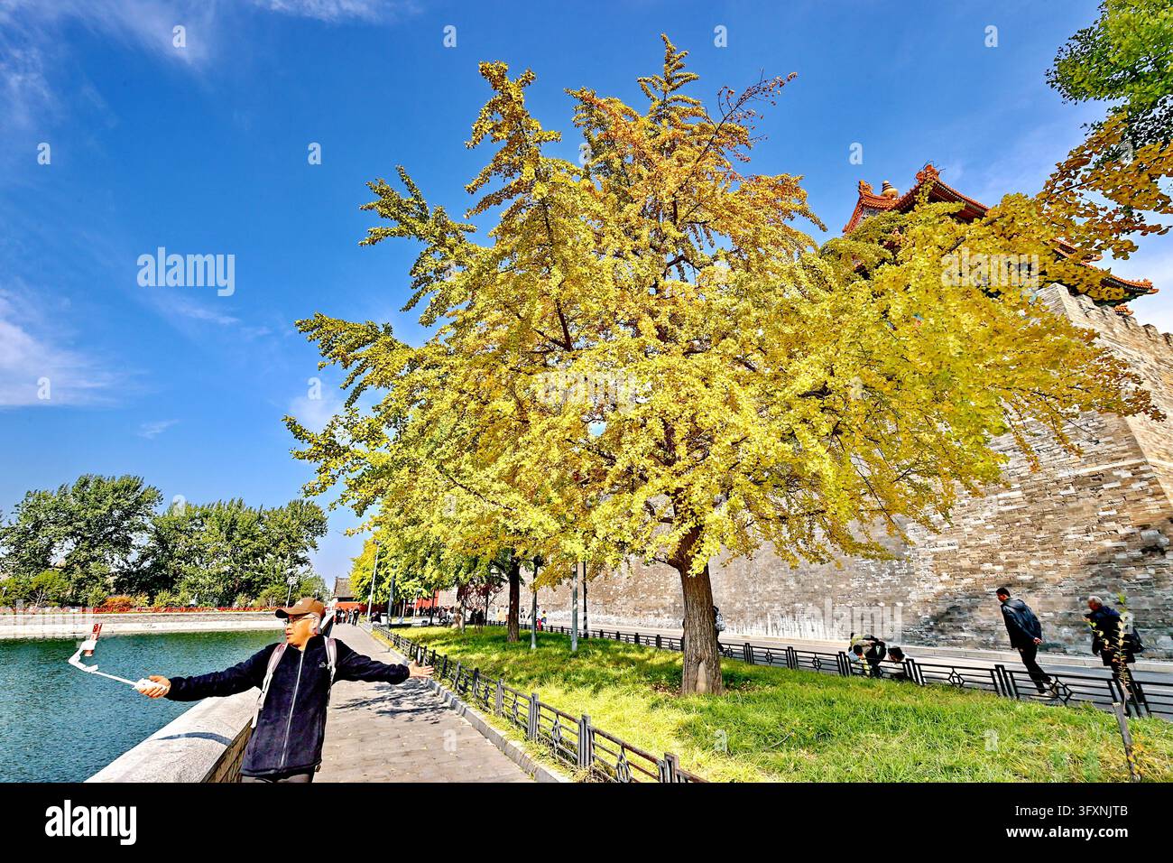 Stoop Drawing Golden ginkgo leaves frame ancient architecture along the moat of the ...