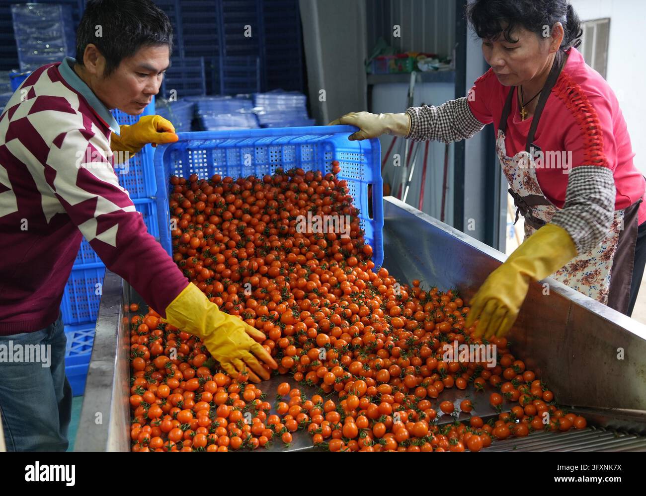 Tomato Software **CHINESE MAINLAND, HONG KONG, MACAU AND TAIWAN OUT**Workers sort ...