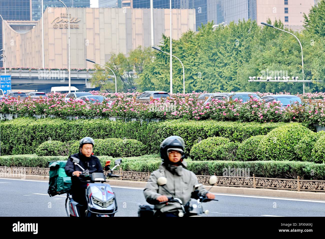 Orange-yellow roses cascade along the ramps of Guomao Bridge in Beijing ...