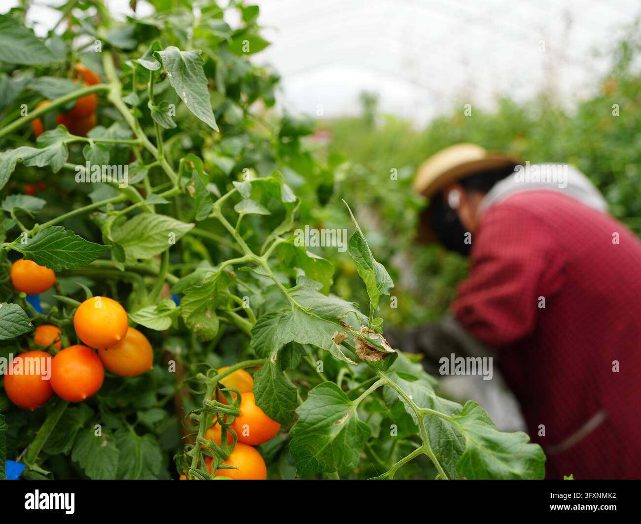Tomato Software **CHINESE MAINLAND, HONG KONG, MACAU AND TAIWAN OUT**Workers harvest ...